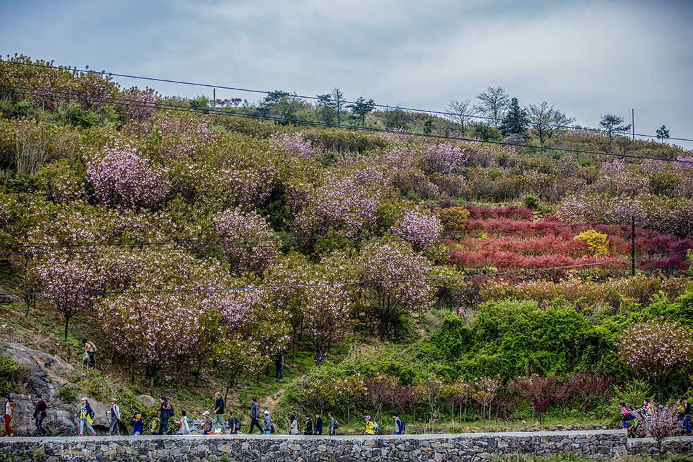 第9届宁波四明山(杖锡)樱花节开幕式