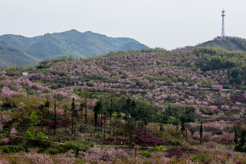 第9届宁波四明山(杖锡)樱花节开幕式