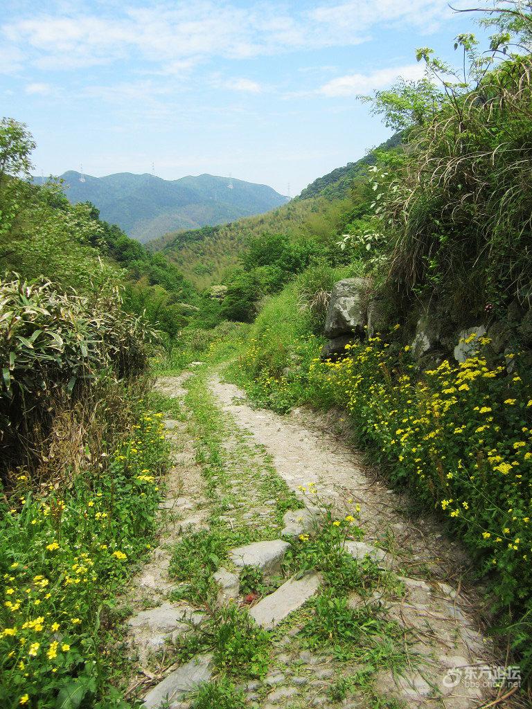 踏春正当时:横溪古道连着走,最美畈坑岭
